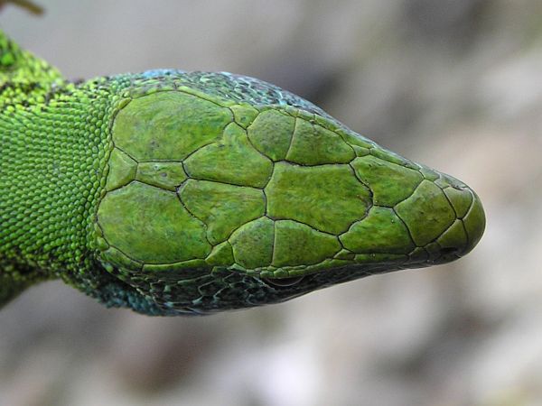 Lacerta viridis