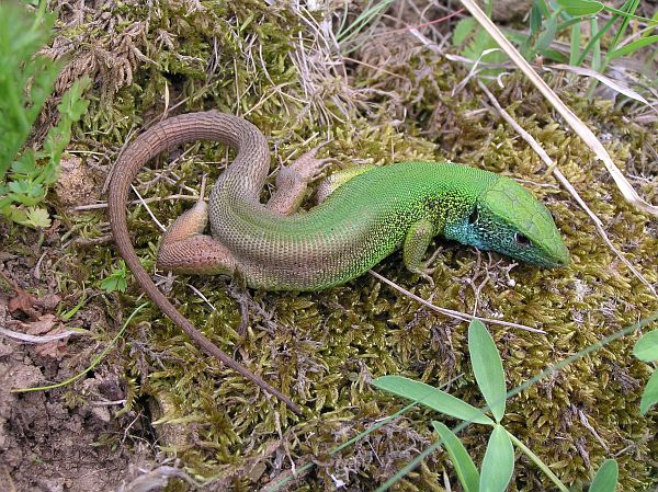 Lacerta viridis