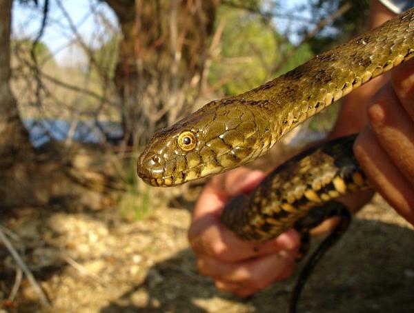 Natrix tessellata