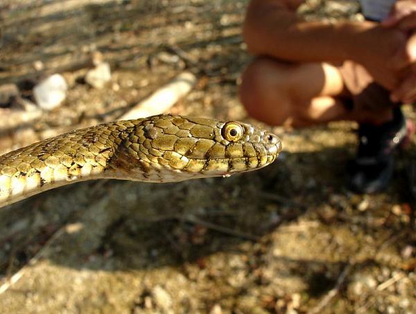 Natrix tessellata