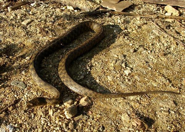 Natrix tessellata