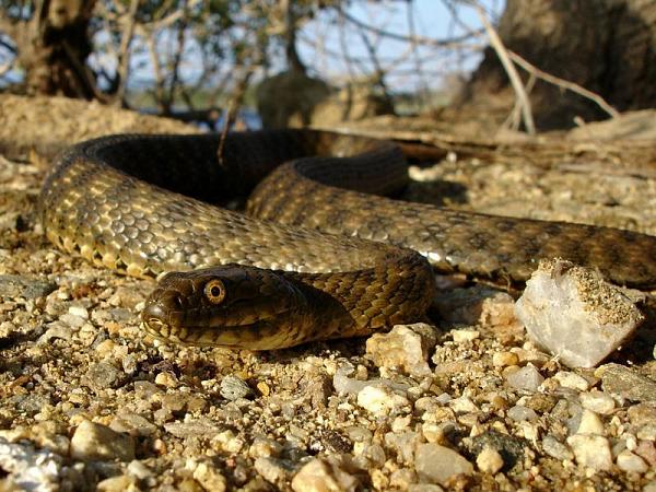 Natrix tessellata