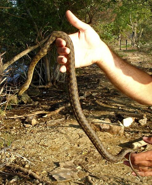 Natrix tessellata