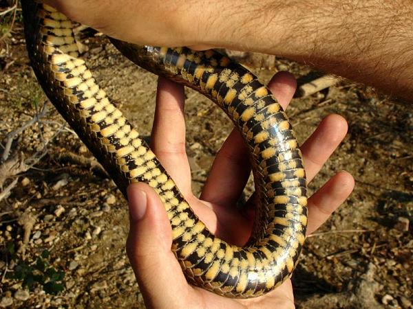 Natrix tessellata