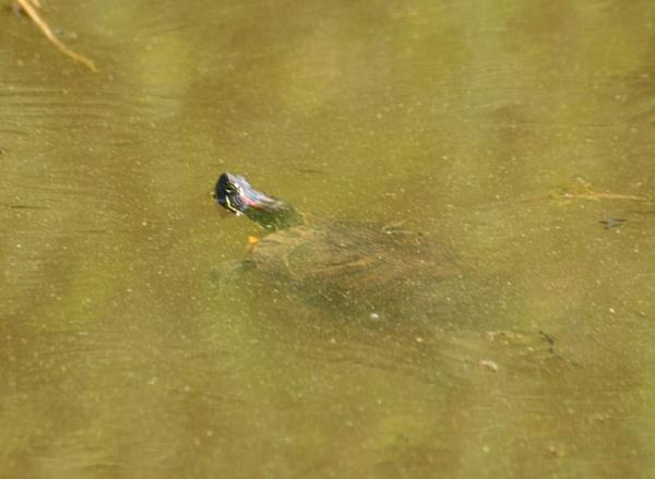 Trachemys scripta