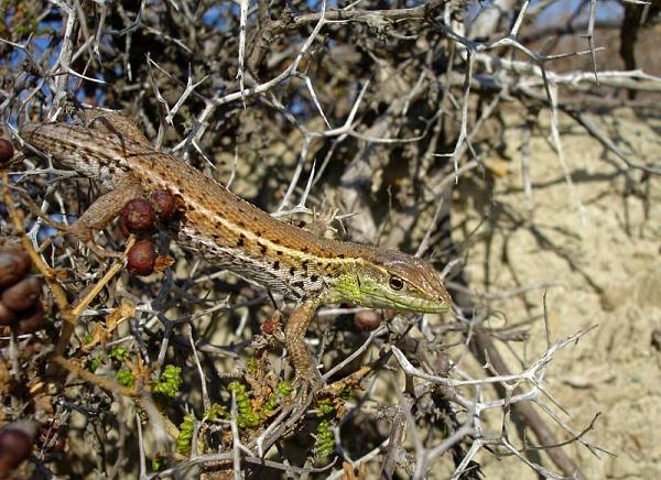 Ophisops elegans