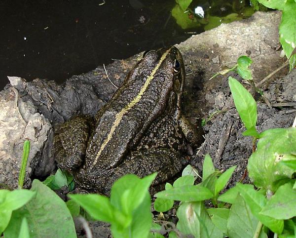 Pelophylax ridibundus