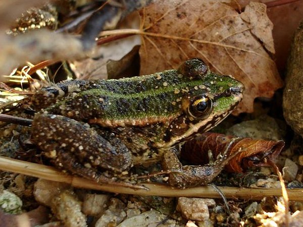 Pelophylax ridibundus