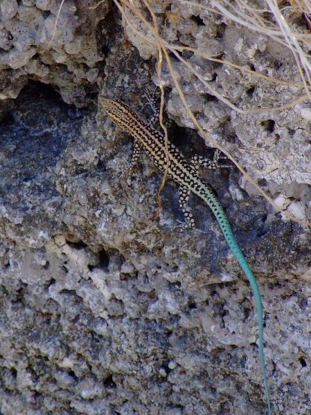 Anatololacerta oertzeni