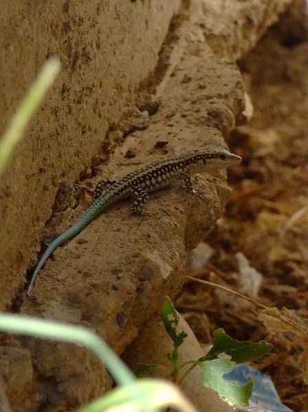 Anatololacerta oertzeni