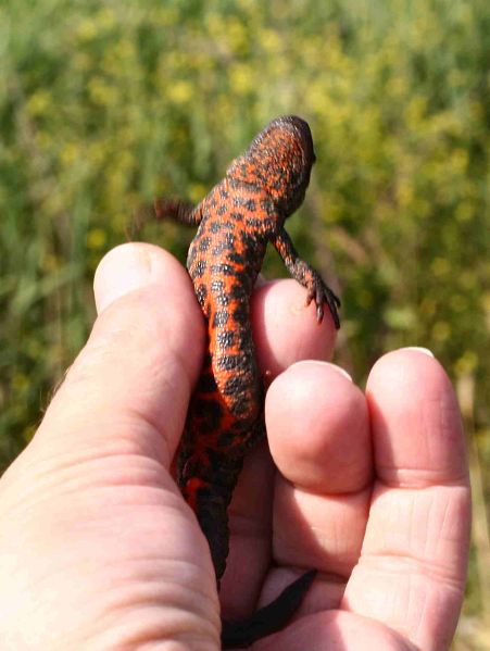 Triturus karelinii