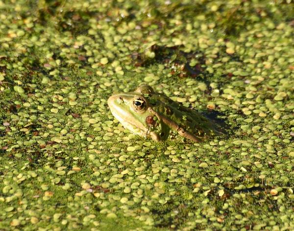 Pelophylax ridibundus