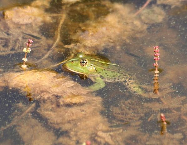 Pelophylax ridibundus