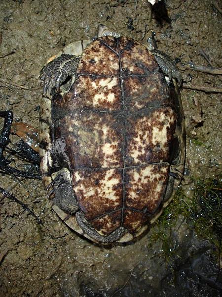 Mauremys rivulata