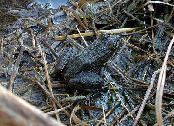 Pelophylax/Rana sp.