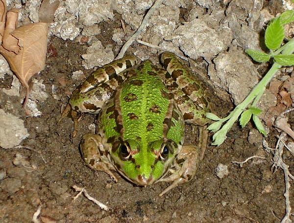 Pelophylax ridibundus