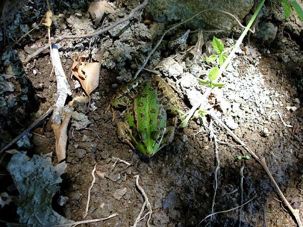 Pelophylax ridibundus