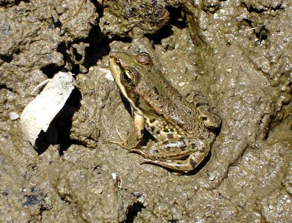 Pelophylax ridibundus