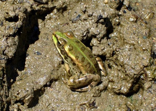 Pelophylax ridibundus