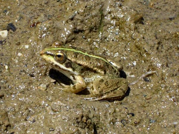 Pelophylax ridibundus