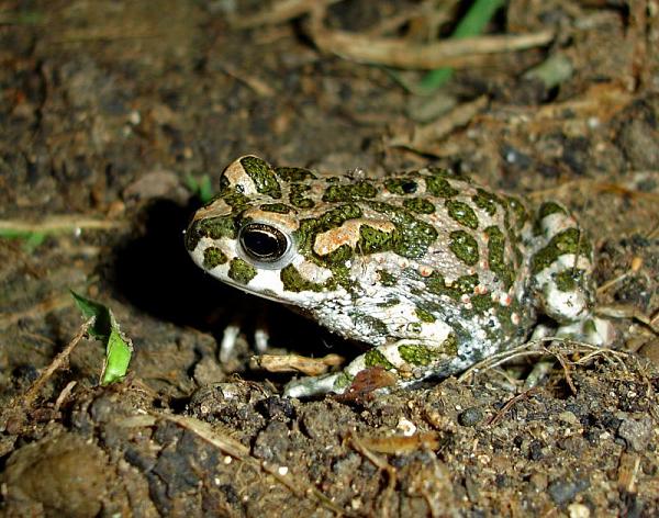 Pseudepidalea viridis