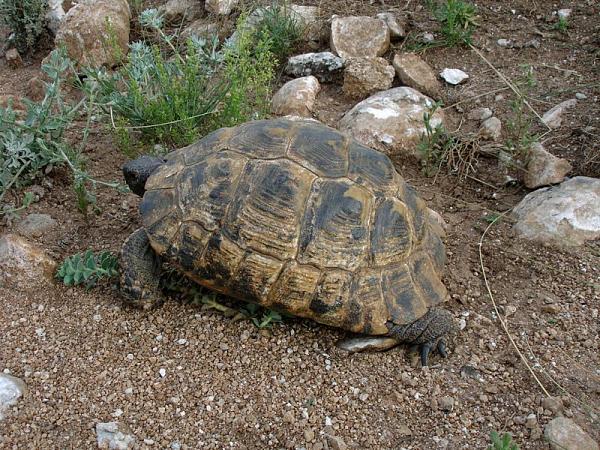 Testudo graeca