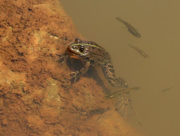 Pelophylax ridibundus