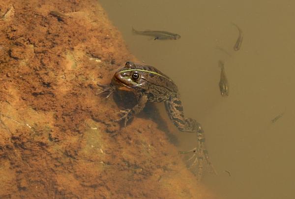 Pelophylax ridibundus