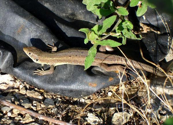 Lacerta viridis