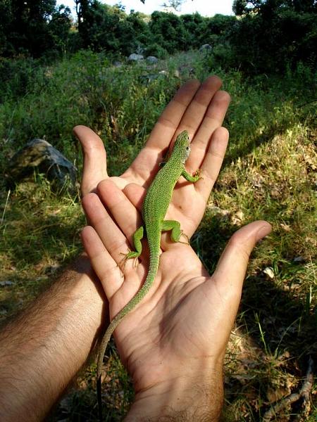 Lacerta viridis