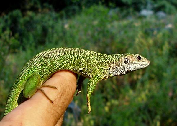 Lacerta viridis