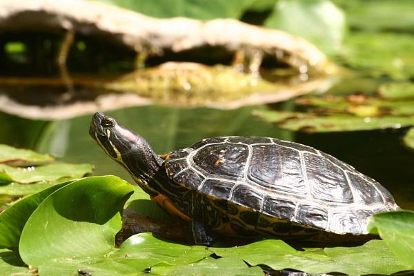 Trachemys scripta