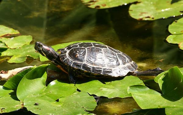 Trachemys scripta