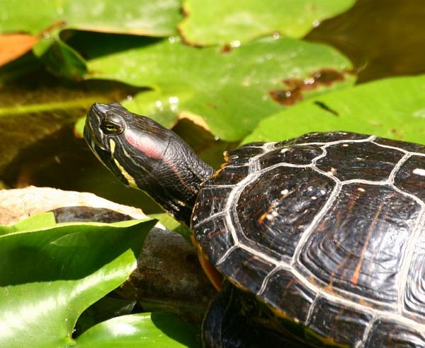 Trachemys scripta