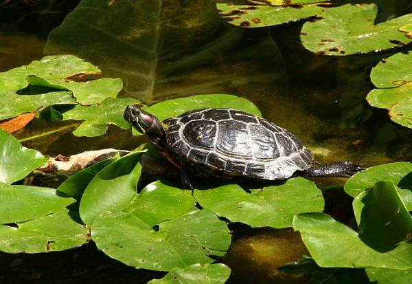 Trachemys scripta