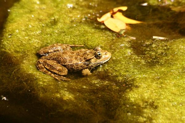 Pelophylax ridibundus