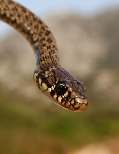 Hierophis gemonensis
