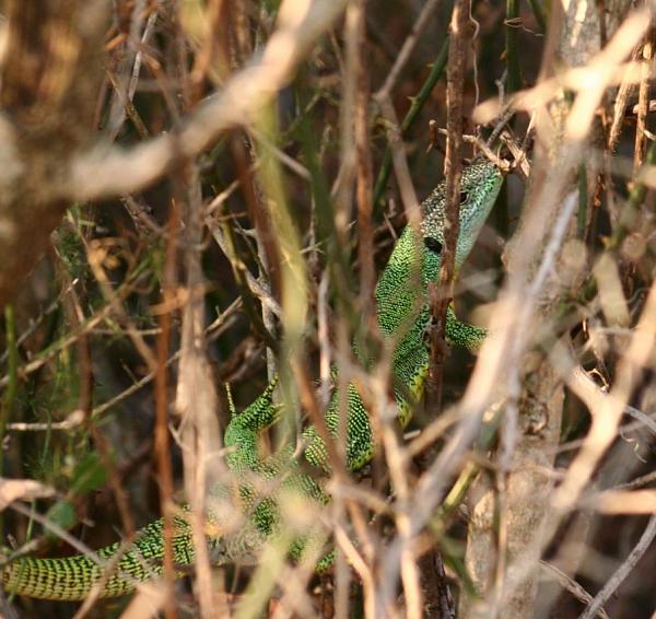 Lacerta trilineata