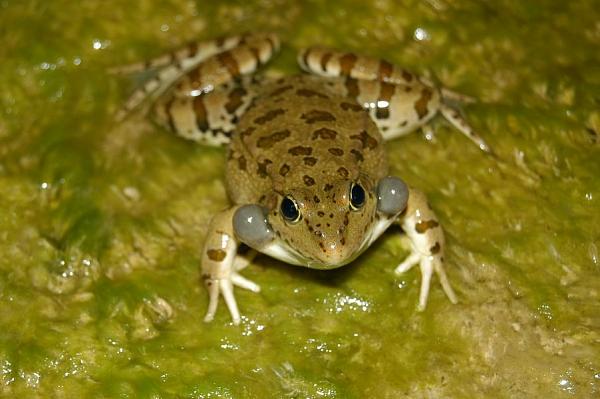 Pelophylax ridibundus