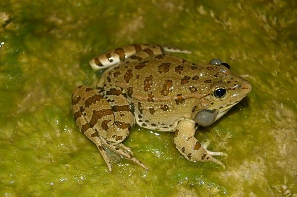 Pelophylax ridibundus