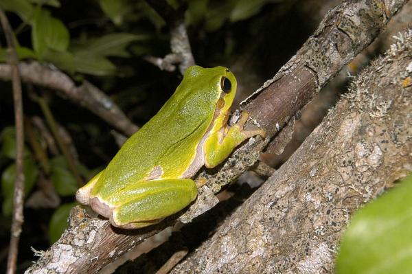 Hyla arborea