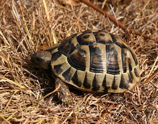 Testudo hermanni