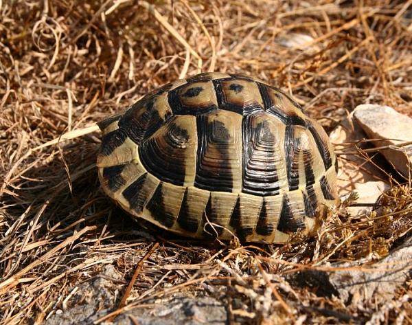 Testudo hermanni