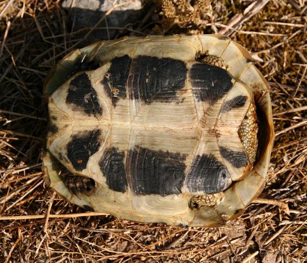 Testudo hermanni