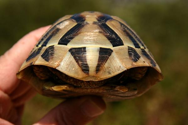 Testudo hermanni