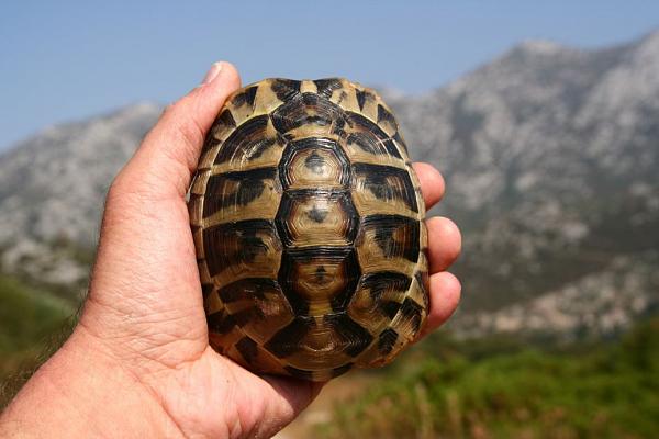 Testudo hermanni