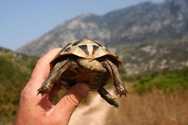 Testudo hermanni