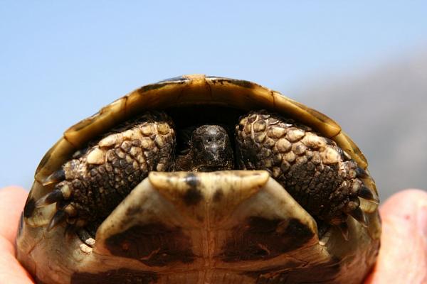 Testudo hermanni