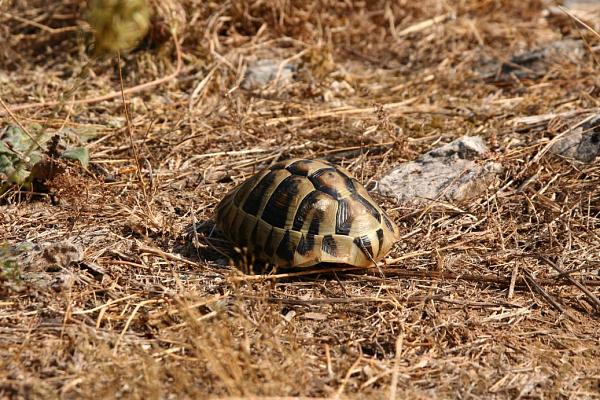 Testudo hermanni