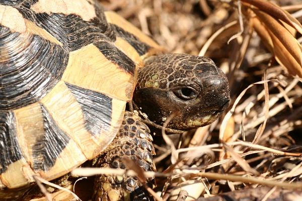 Testudo hermanni